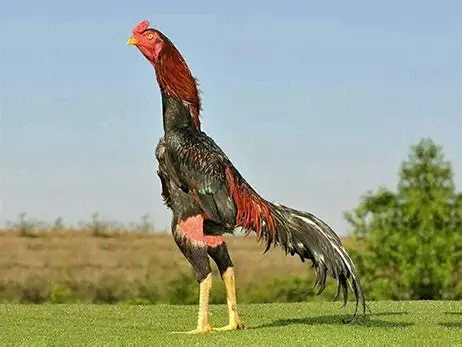 Aseel Rooster